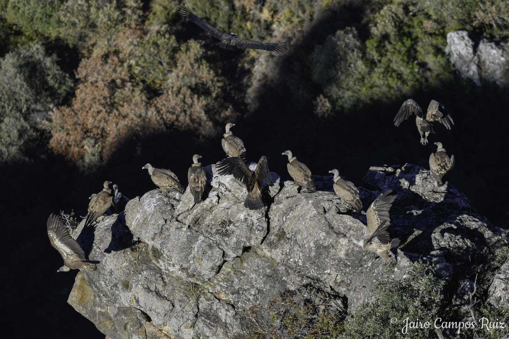 Fotografia Lince Ibérico