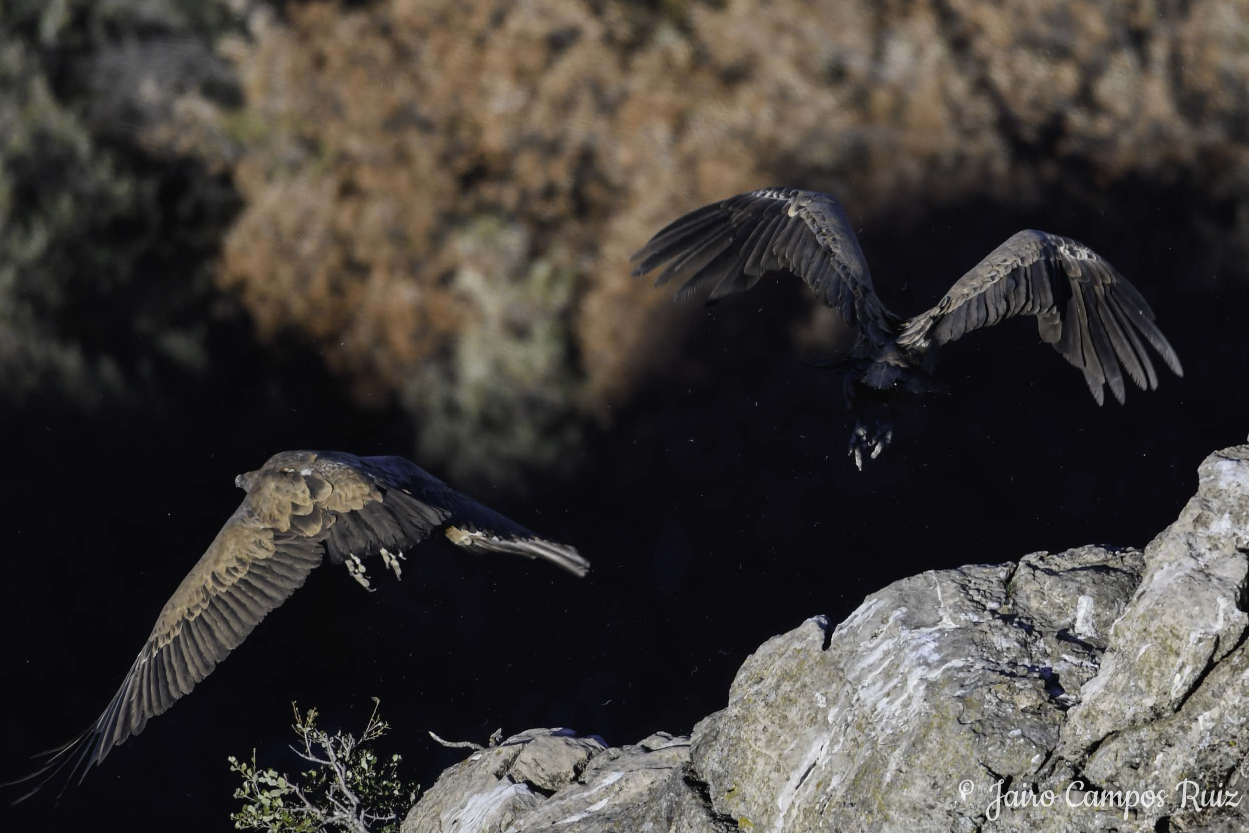 Fotografia Lince Ibérico