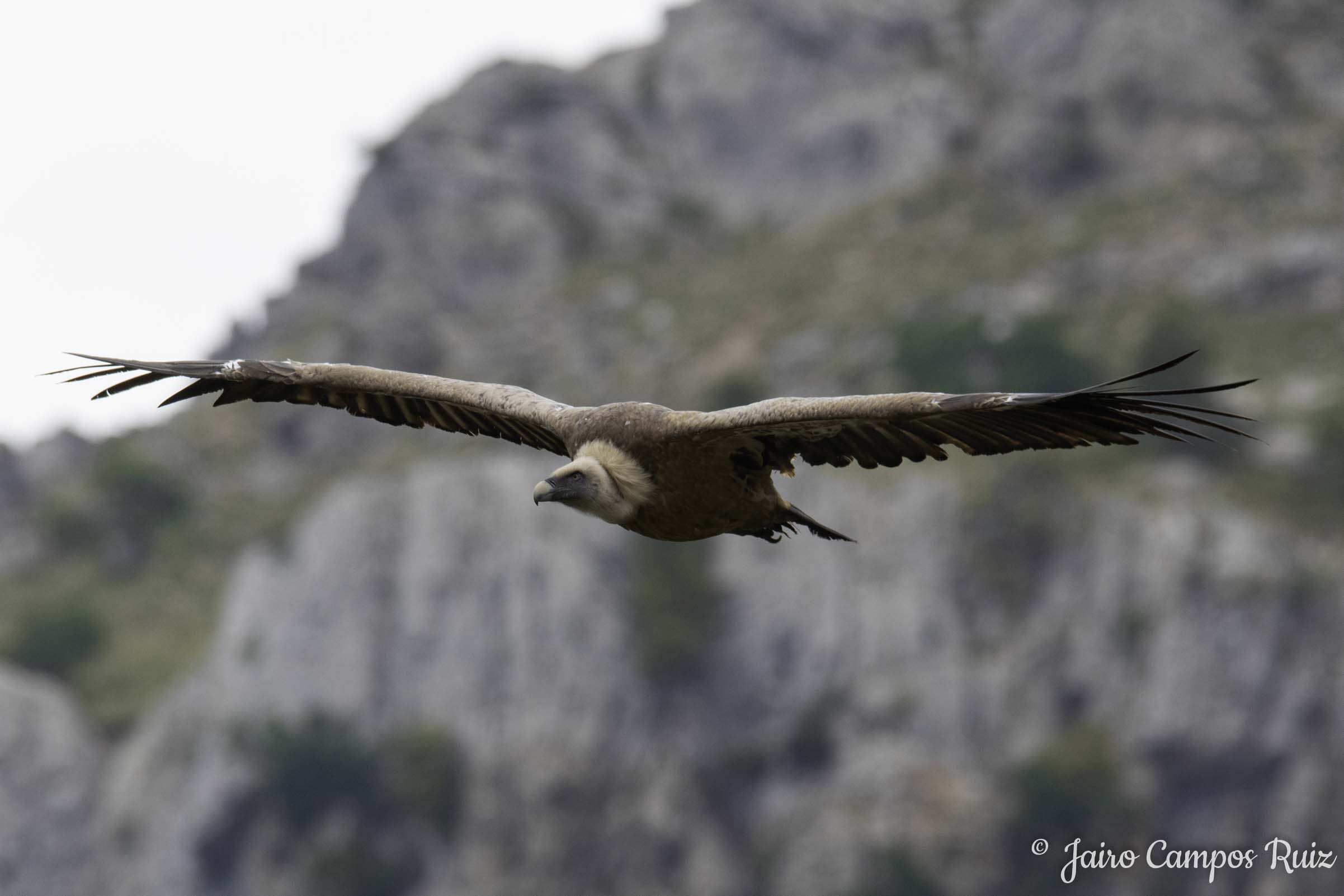 Fotografia Lince Ibérico