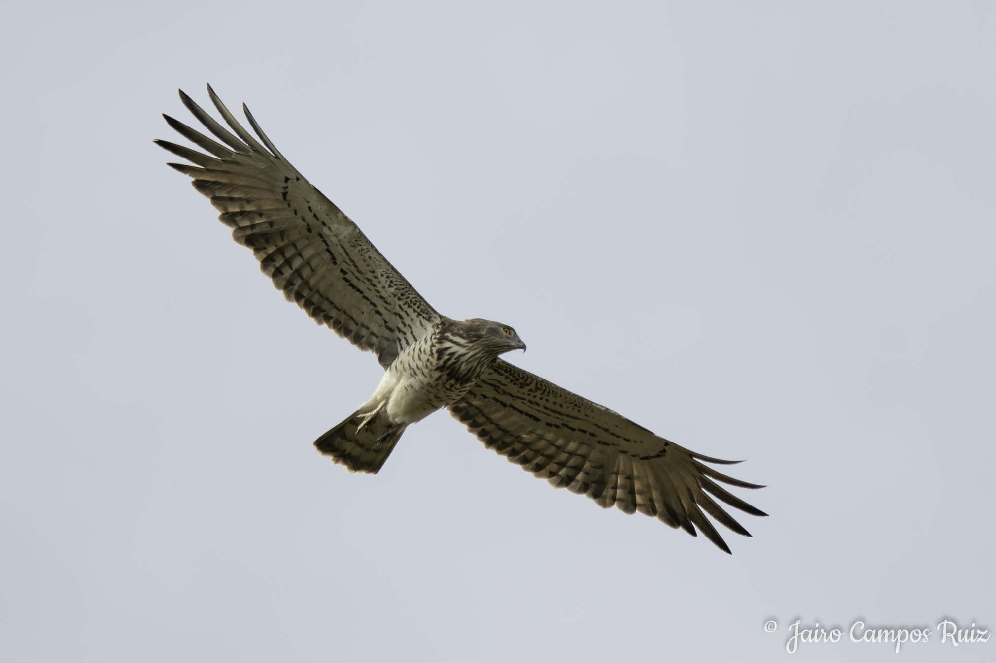Fotografia Lince Ibérico