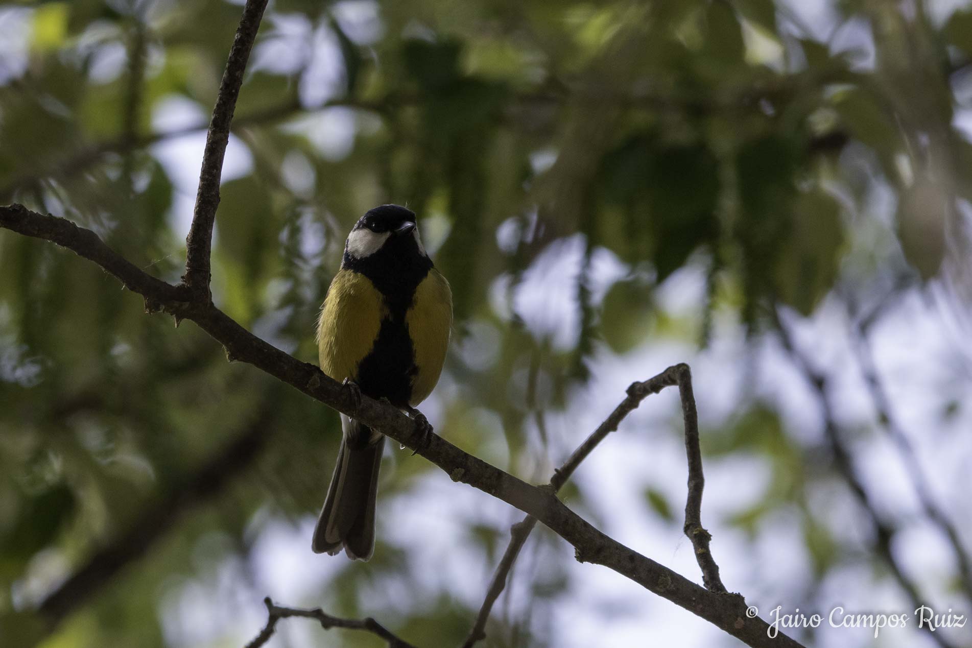 Fotografia Lince Ibérico