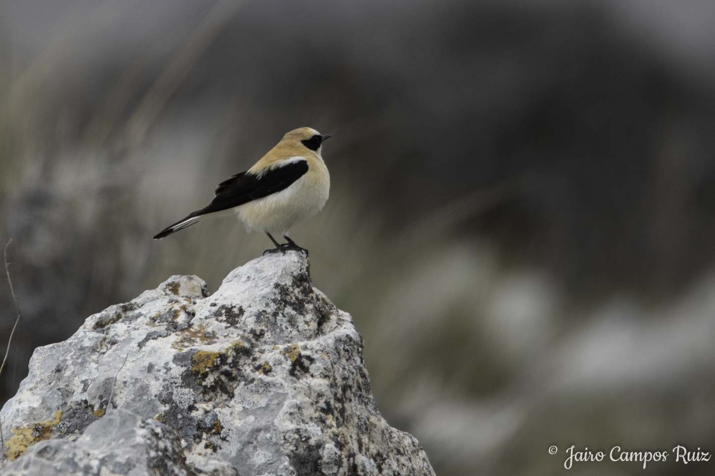 Fotografia Lince Ibérico