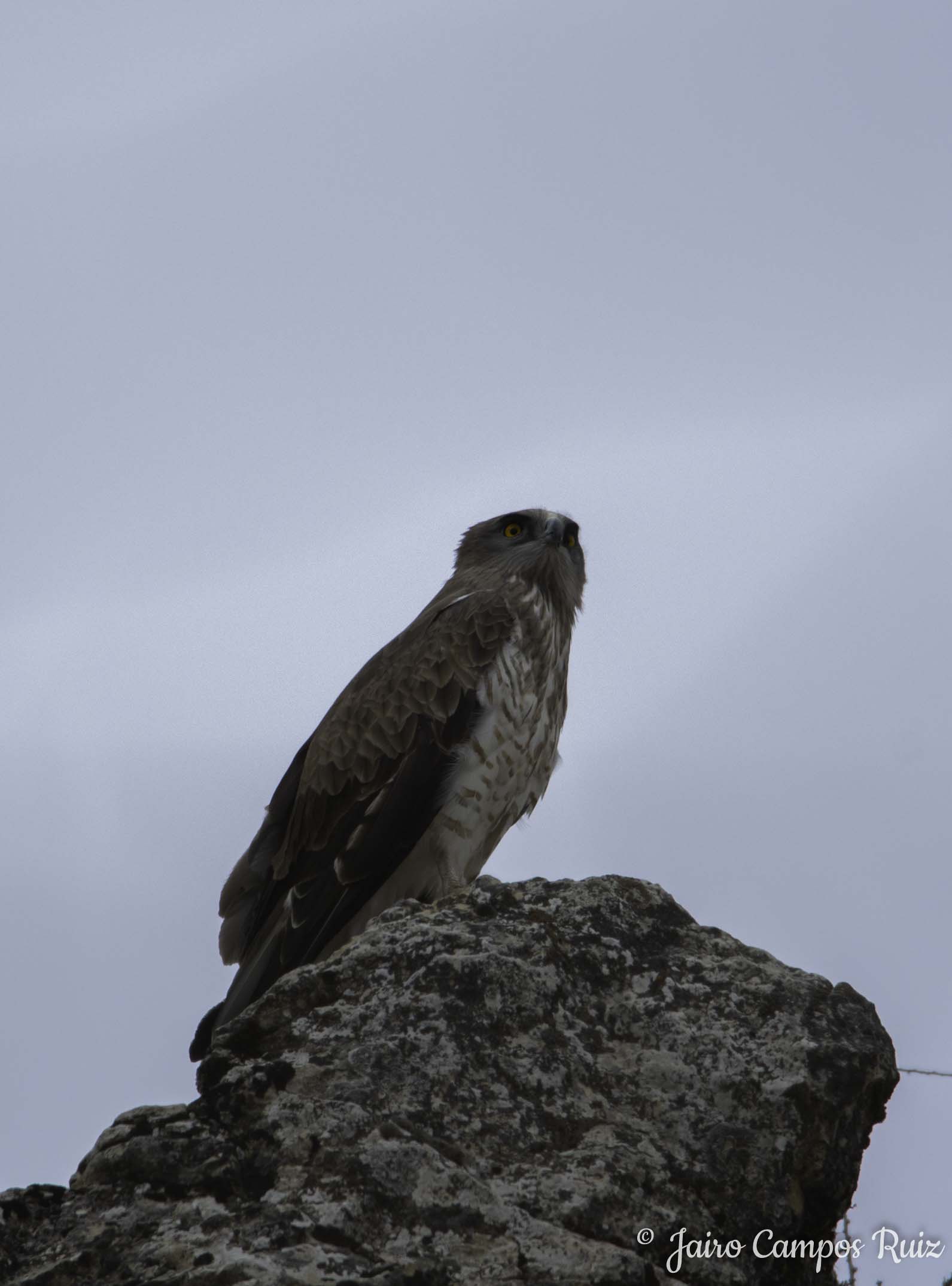 Fotografia Lince Ibérico