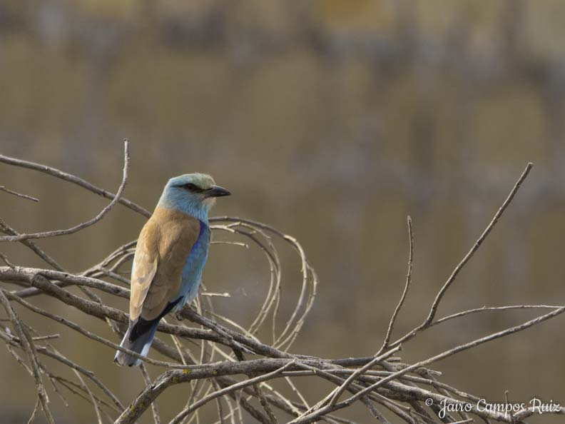 Fotografia Lince Ibérico