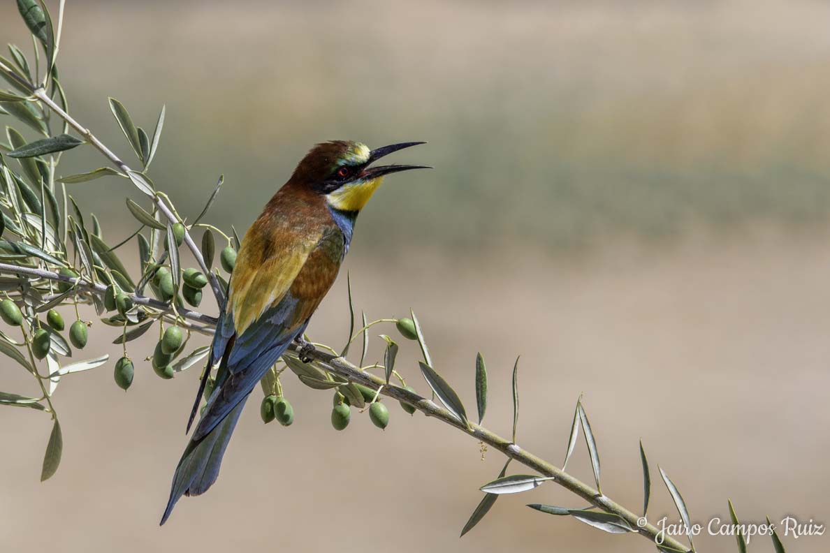 Fotografia Lince Ibérico