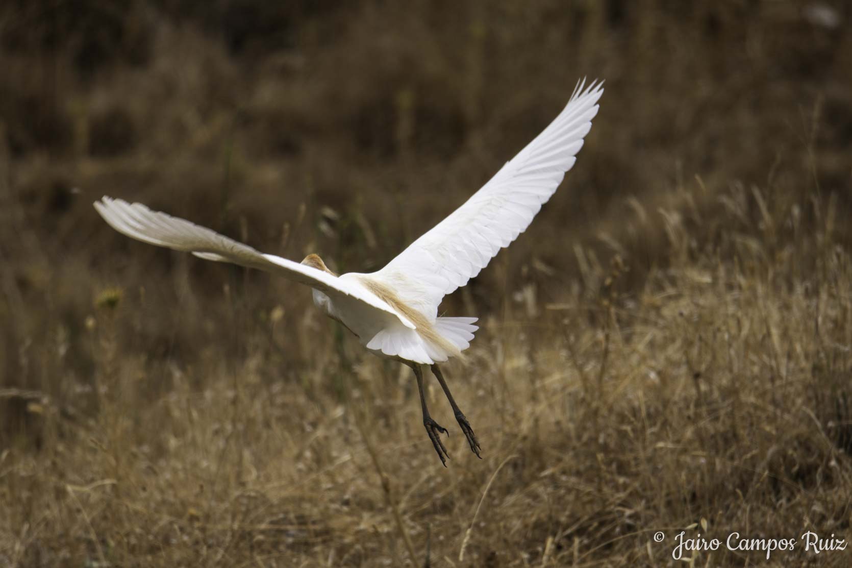 Fotografia Lince Ibérico