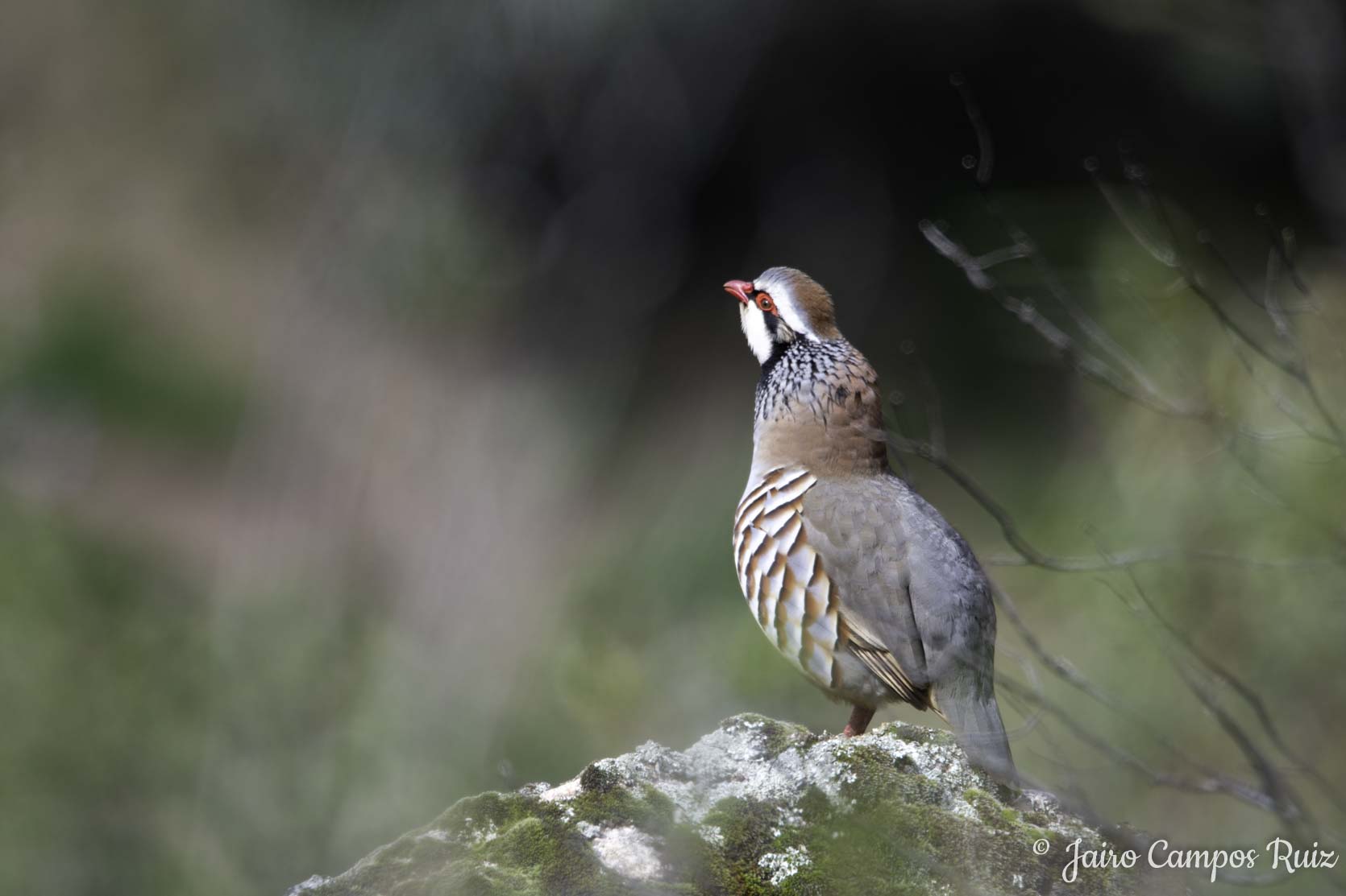 Fotografía de perdiz
