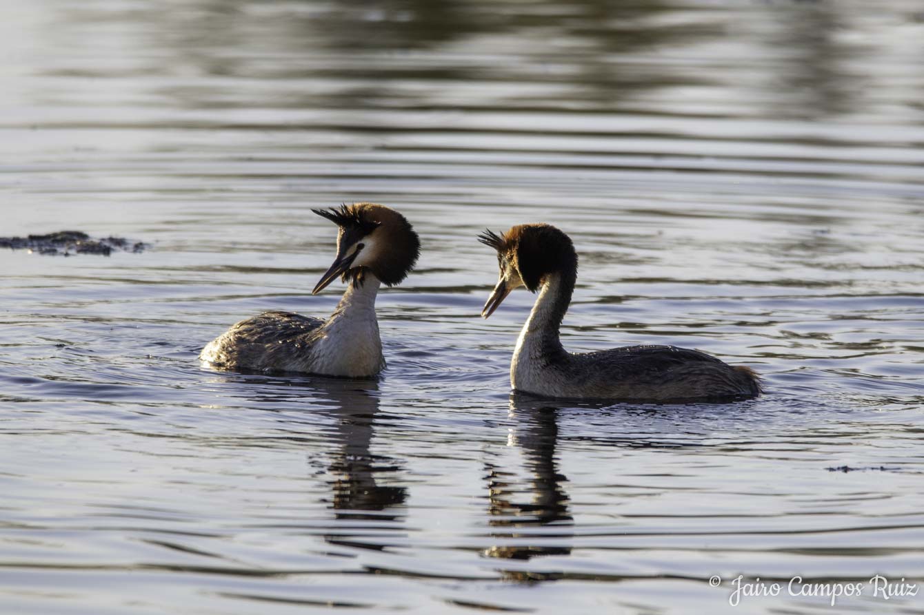 Fotografia Lince Ibérico