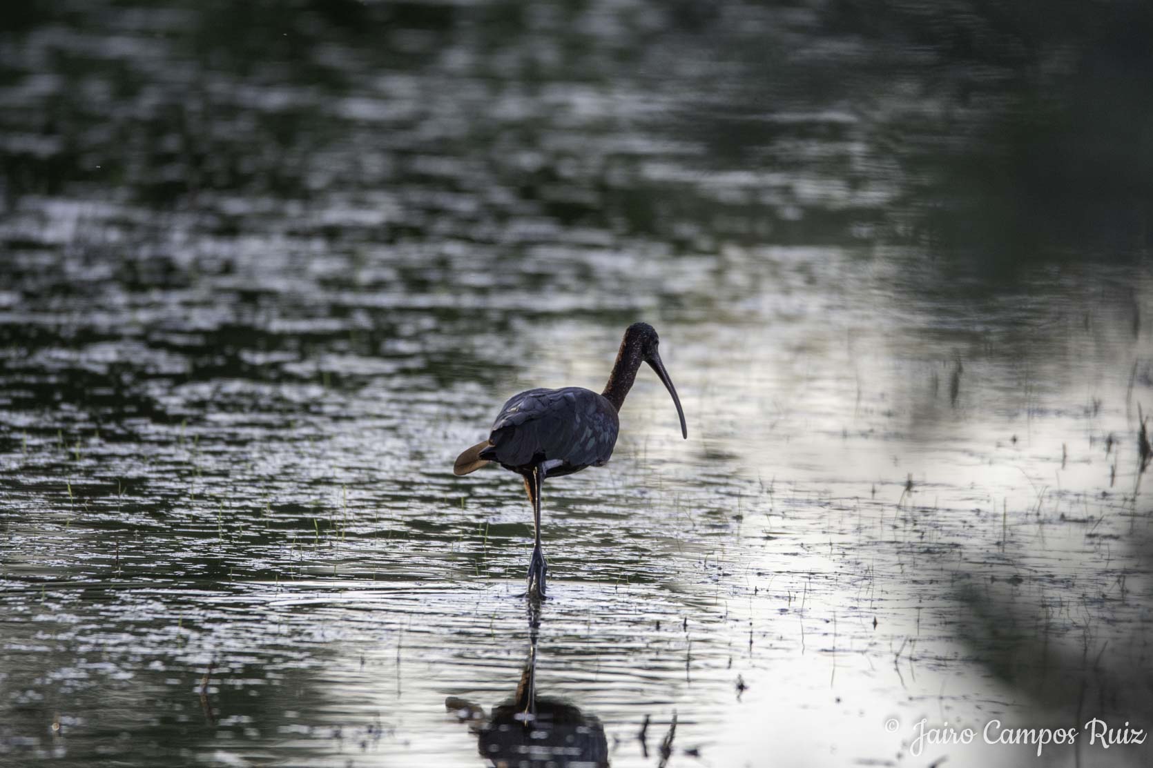 Fotografia Lince Ibérico