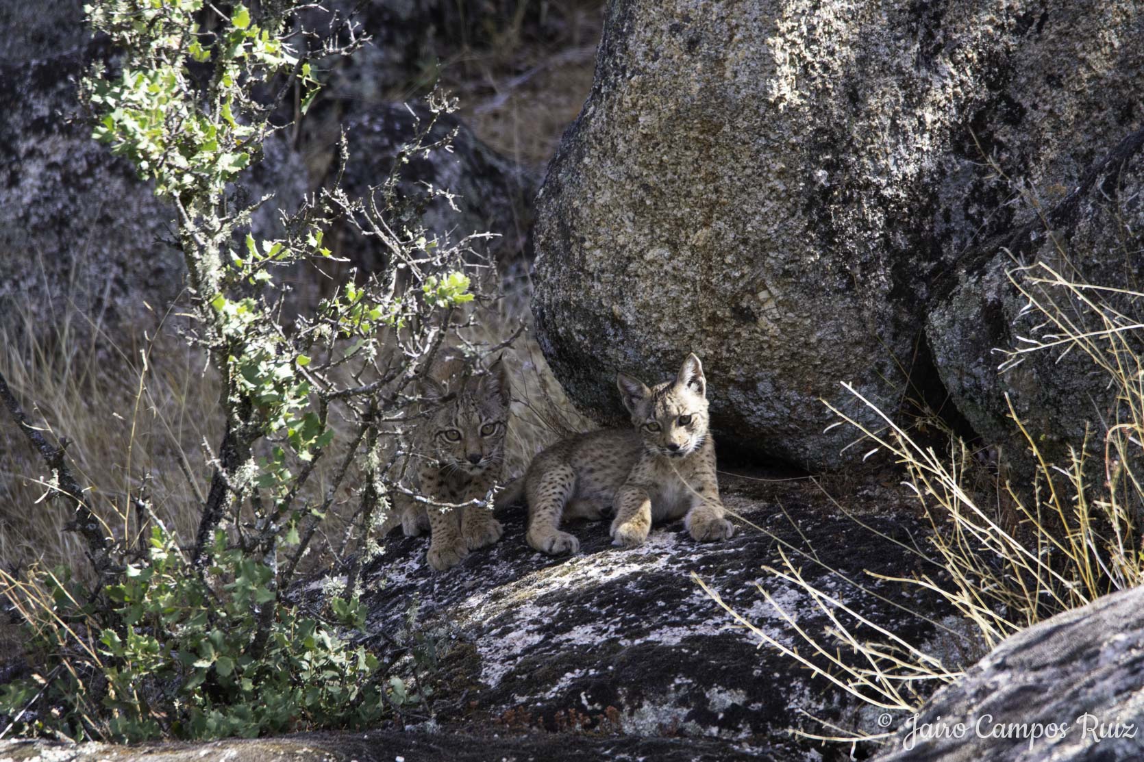 Fotografia Lince Ibérico