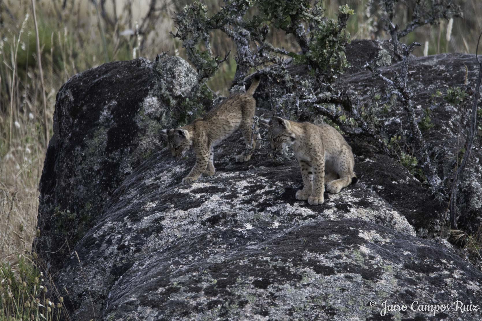 Fotografia Lince Ibérico