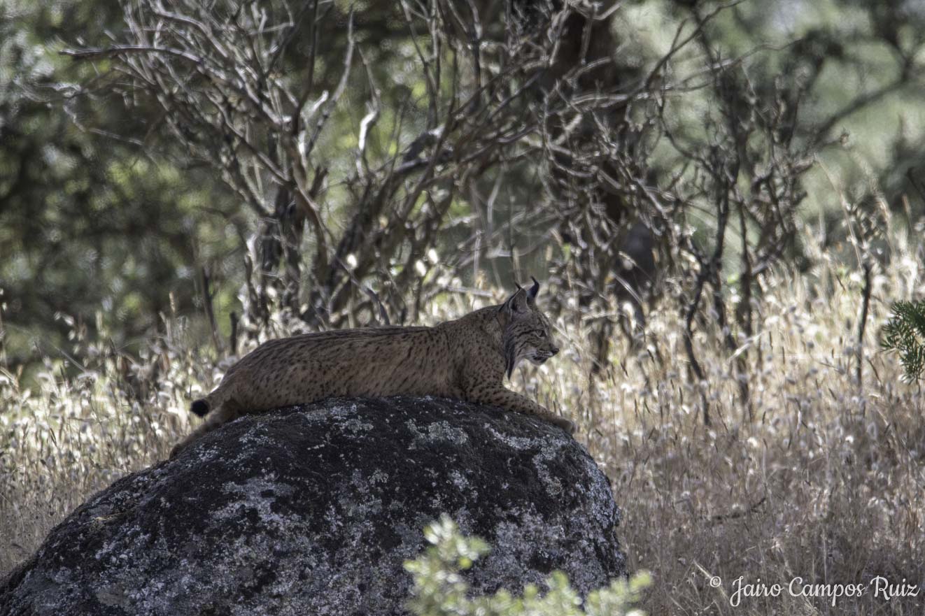 Fotografia Lince Ibérico