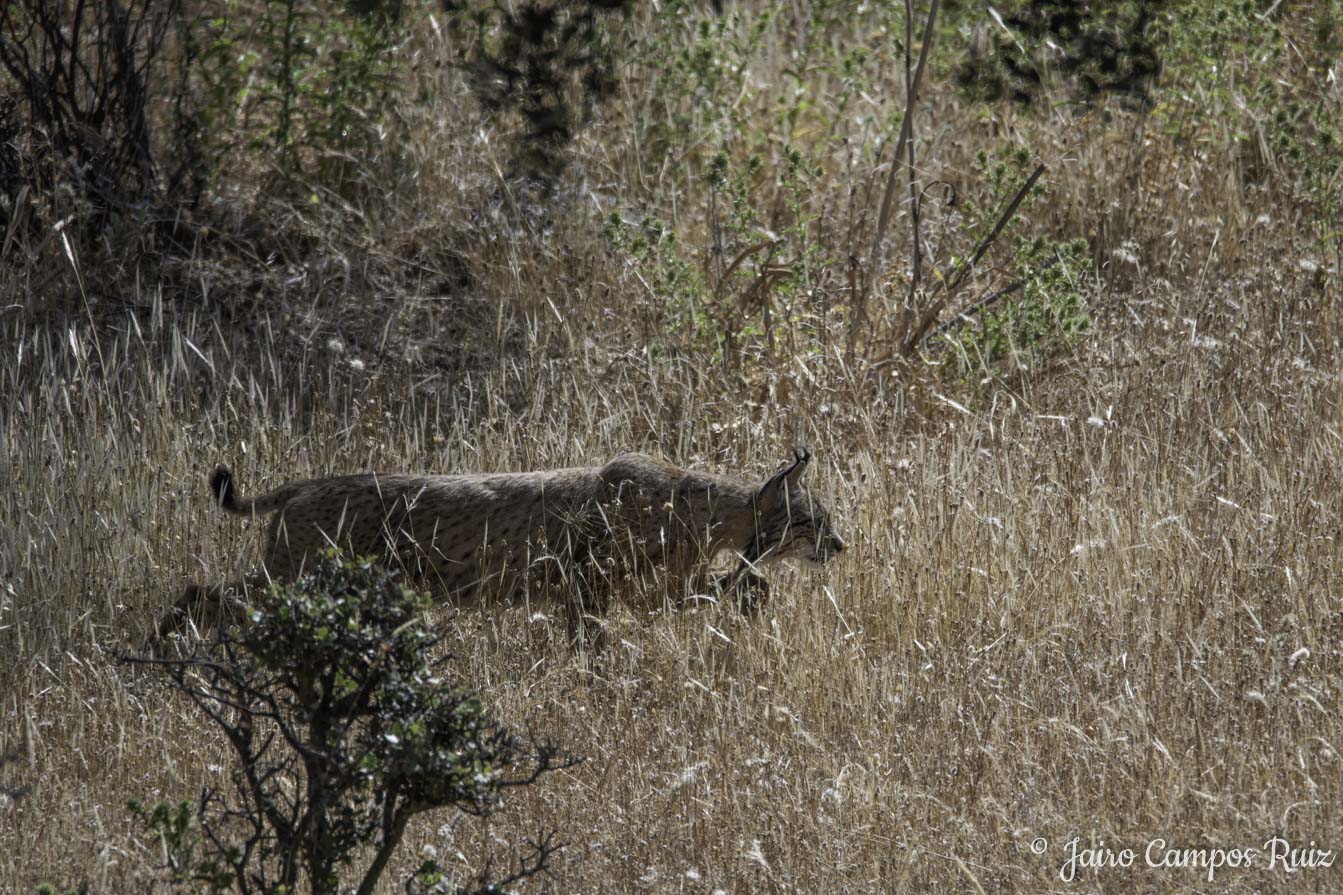 Fotografia Lince Ibérico