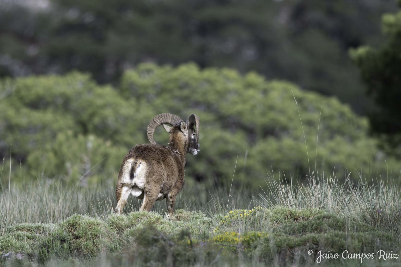 Fotografia Lince Ibérico