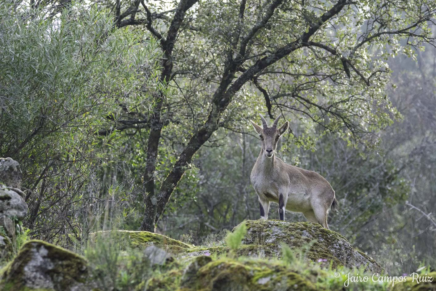 Fotografía de cabra montesa