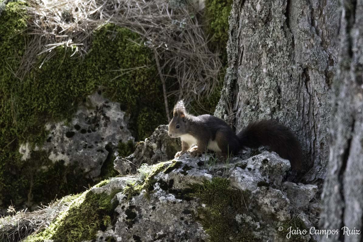 Fotografia Lince Ibérico