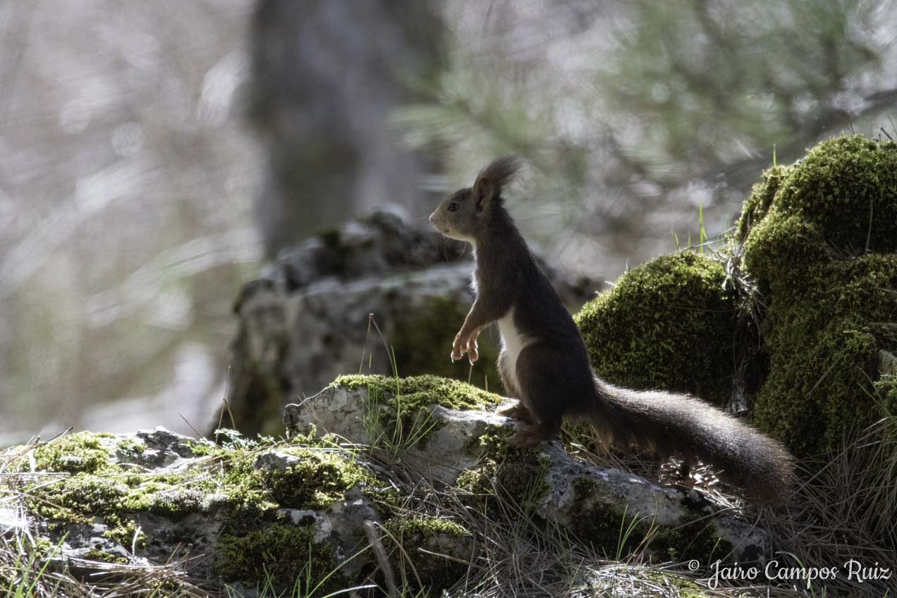Fotografia Lince Ibérico