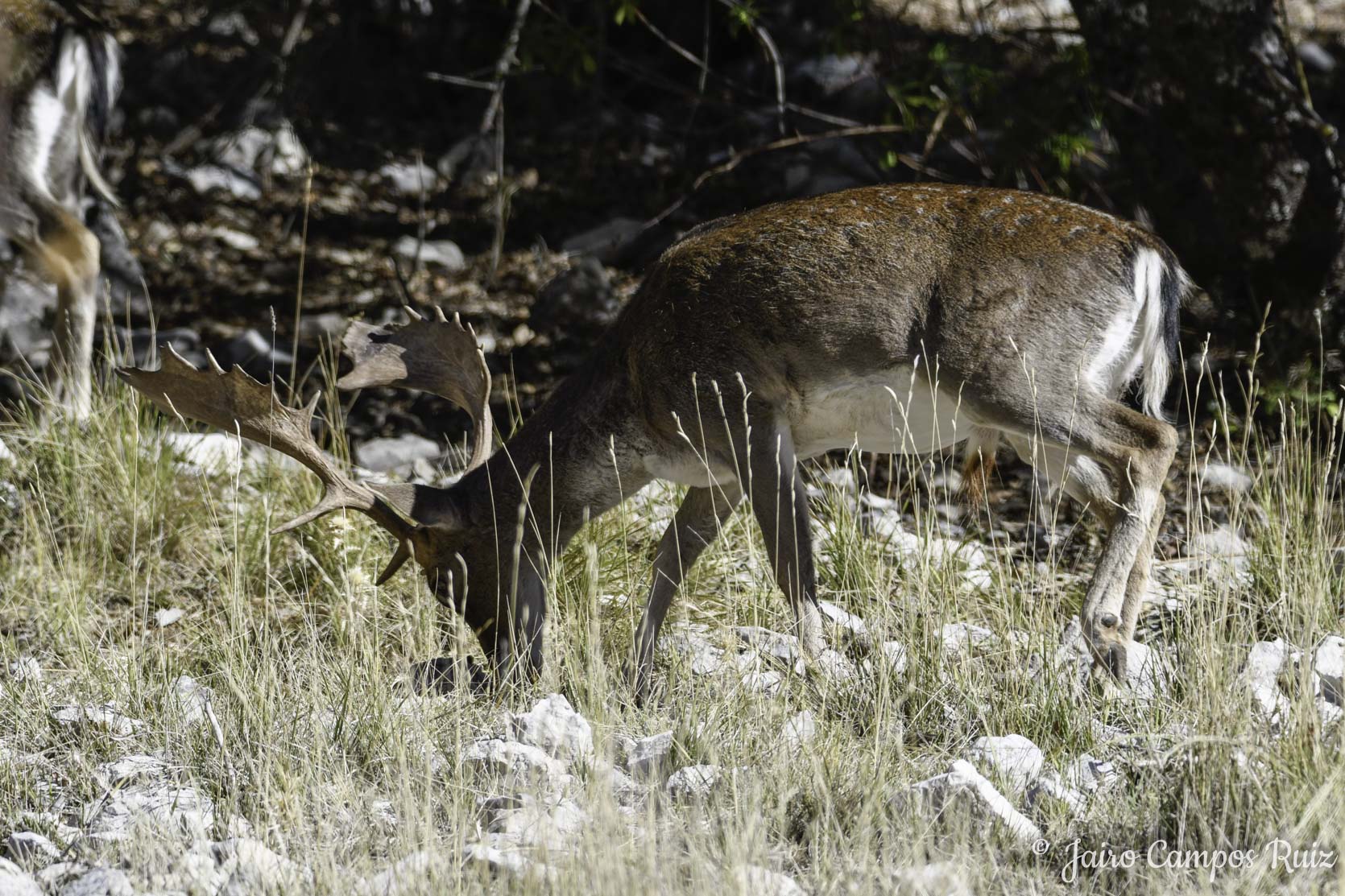 Fotografia Lince Ibérico