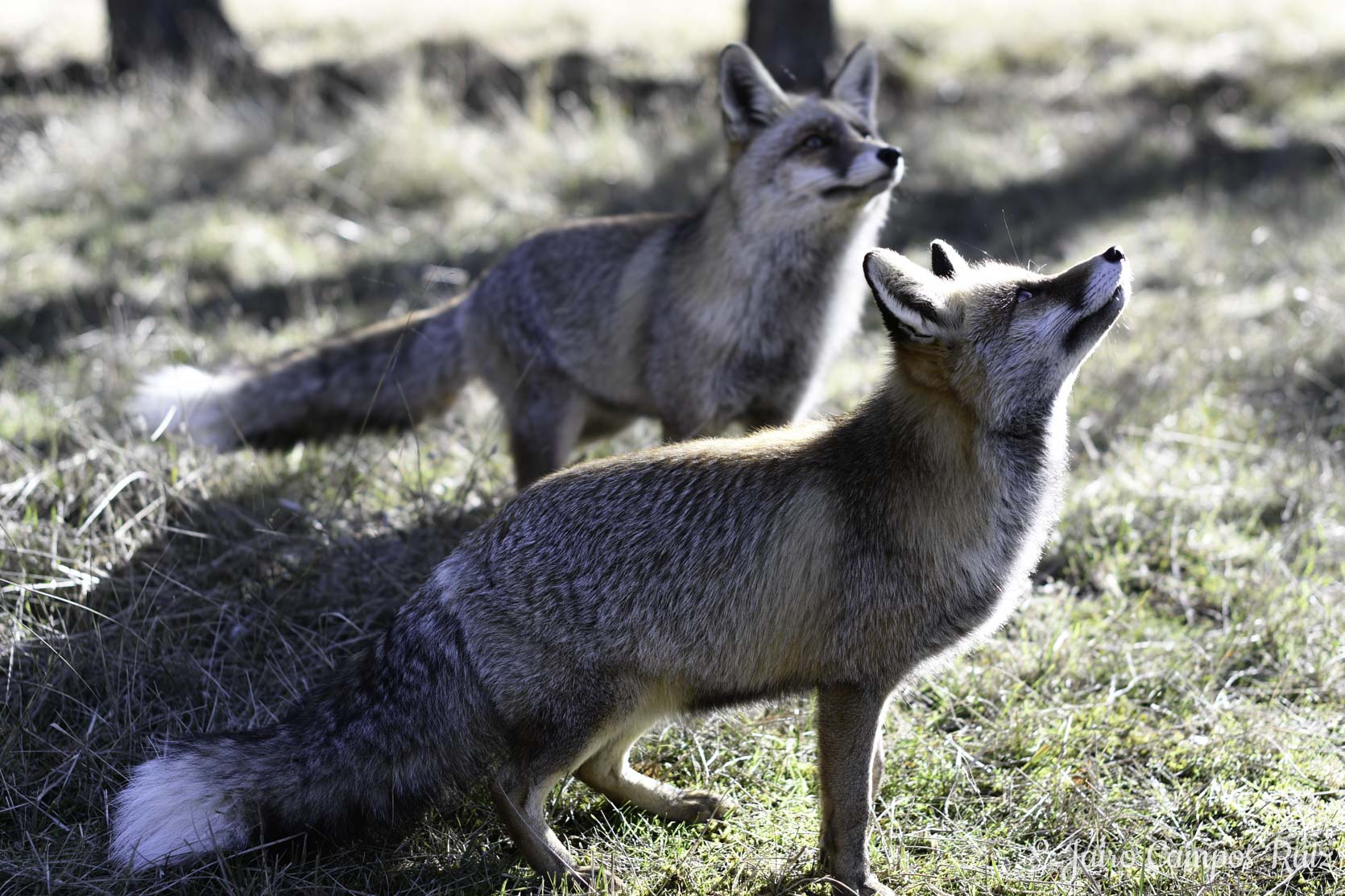 Fotografia Lince Ibérico