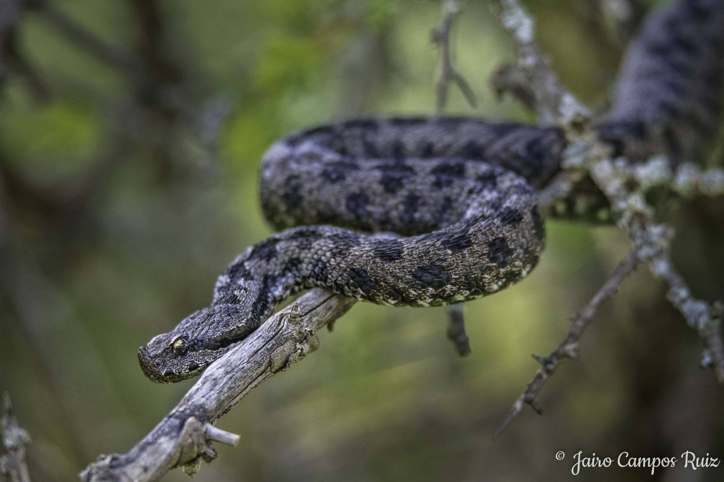 Fotografía de Víbora hocicuda